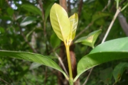 <strong>C. dolichophylla J.-F.Leroy - Mascarocoffea - LEAST CONCERN</strong><br />© N. Raharimalala (FOFIFA)