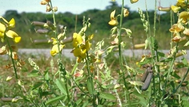 Henri MERLIER / CIRAD