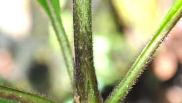 Sarrailh Jean-Michel / CIRAD