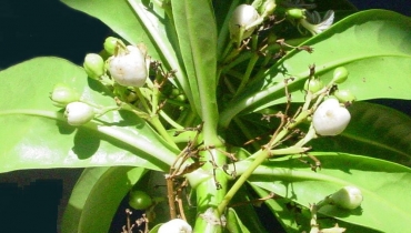 Sarrailh Jean-Michel / CIRAD