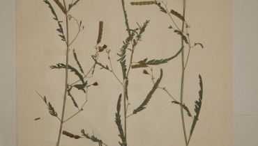 Alain CARRARA / CIRAD