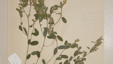Alain CARRARA / CIRAD