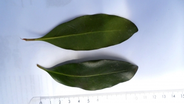 N. Raharimalala (FOFIFA)