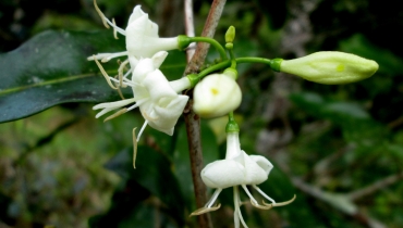 N. Raharimalala (FOFIFA)