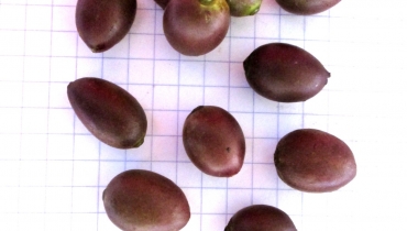 N. Raharimalala (FOFIFA)