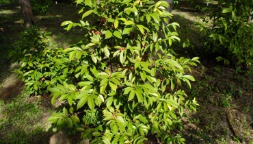 E. Couturon (IRD)