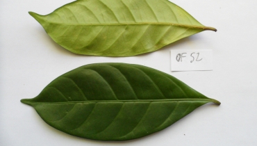 E. Couturon (IRD)