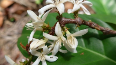E. Couturon (IRD)