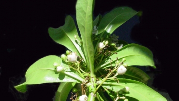 Sarrailh Jean-Michel / CIRAD